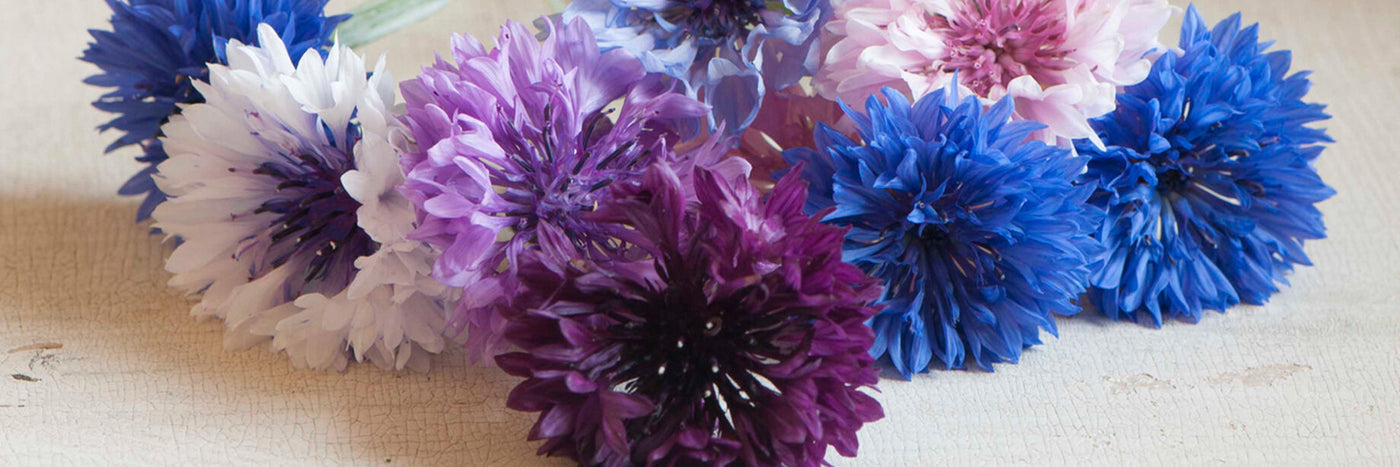 Bachelor’s buttons are an old-fashioned favorite with modern-day relevance. Also known as “cornflower,” these annual flowers are easy-to-grow.