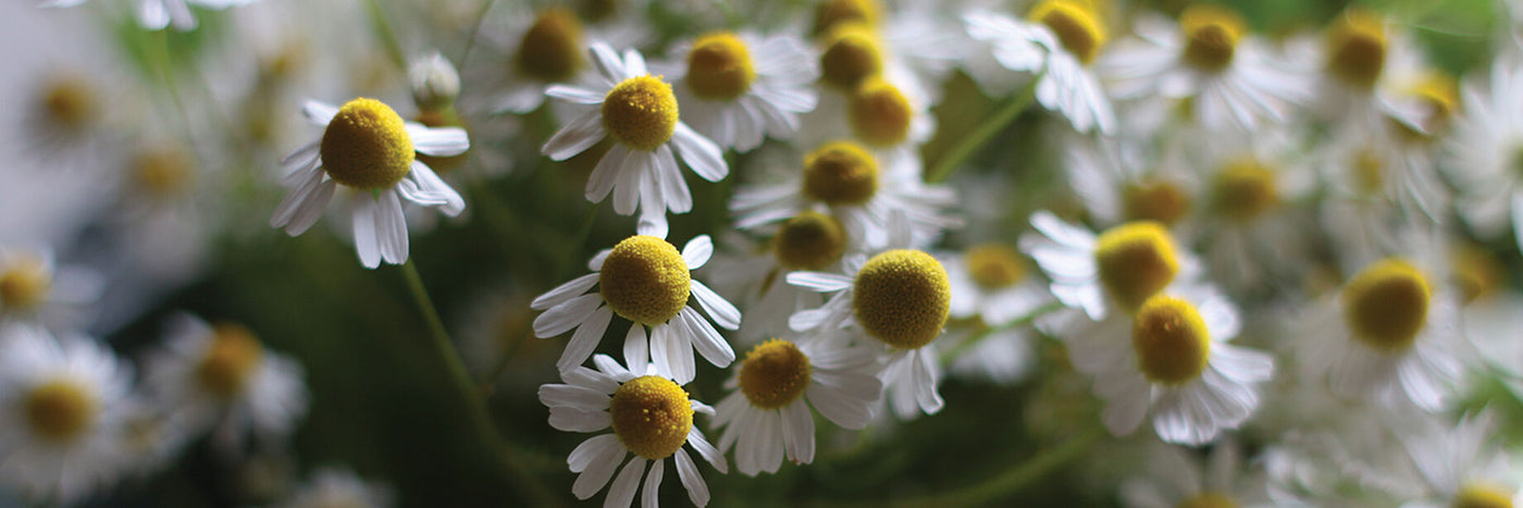 As a medicinal, chamomile is commonly used to make a relaxing and aromatic tea to ease gastrointestinal complaints and reduce anxiety.