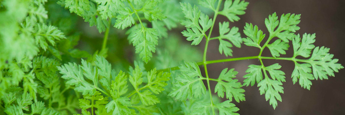 Fill your kitchen garden with chervil and reap the rewards of an unsung (but lovely) culinary herb.  Dainty and delicate, this French cuisine staple imparts mild notes of anise or licorice.