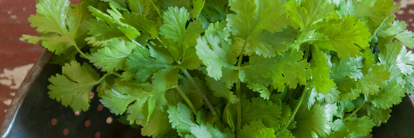 Cilantro is one of the easiest-to-grow, most recognizable fresh herbs with a season that is extendable through succession planting.