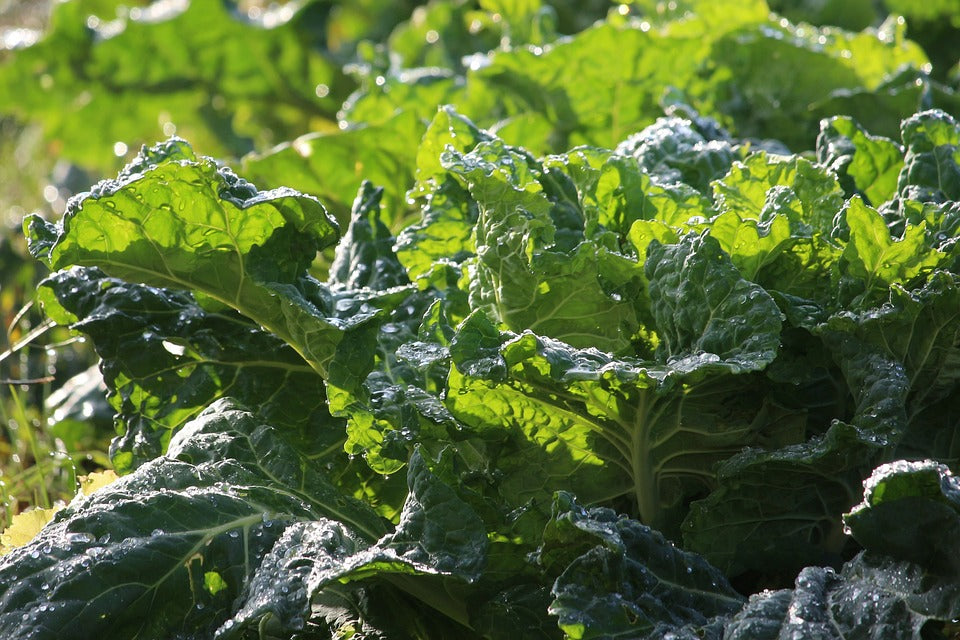 Plant Collards