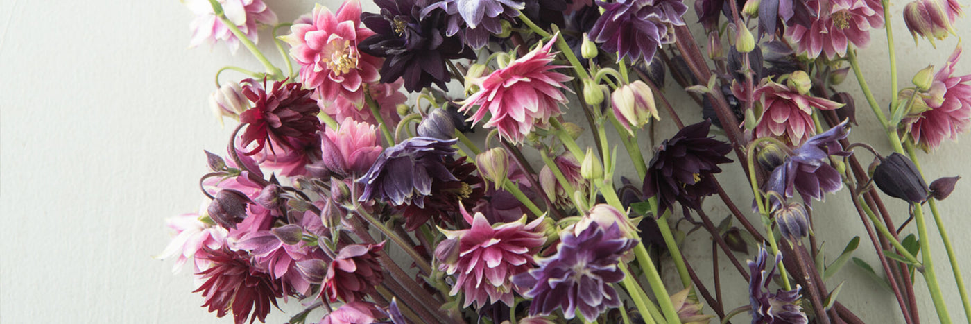 Columbine is a lovely cut flower and garden companion that attracts hummingbirds to the garden.  With its nodding, dainty blooms and prism of color options, it is the perfect perennial. 