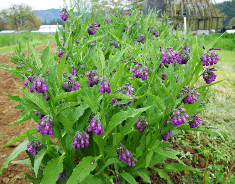 Herbaceous perennial native to Europe.  There is a white/cream flowered type and a purple flowered type.This is the purple flowered type.