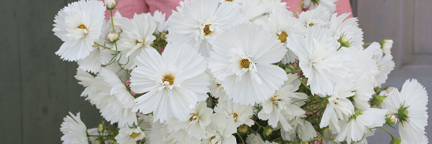 Single-petaled flowers are the standard for cosmos, but David's offers varieties with two unusual features: 