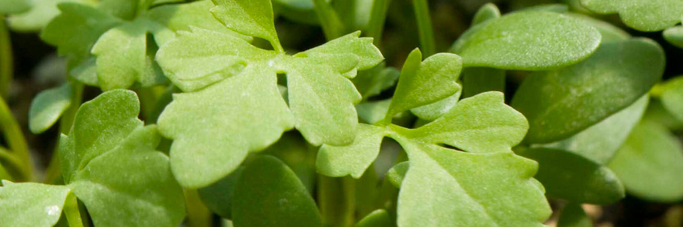 Cress is a group of peppery greens more commonly grown and used in Europe in salad mixes, sandwiches, soups, and garnishes.  There are three main types of edible cress, each unique in shape, texture, and growing requirements. 