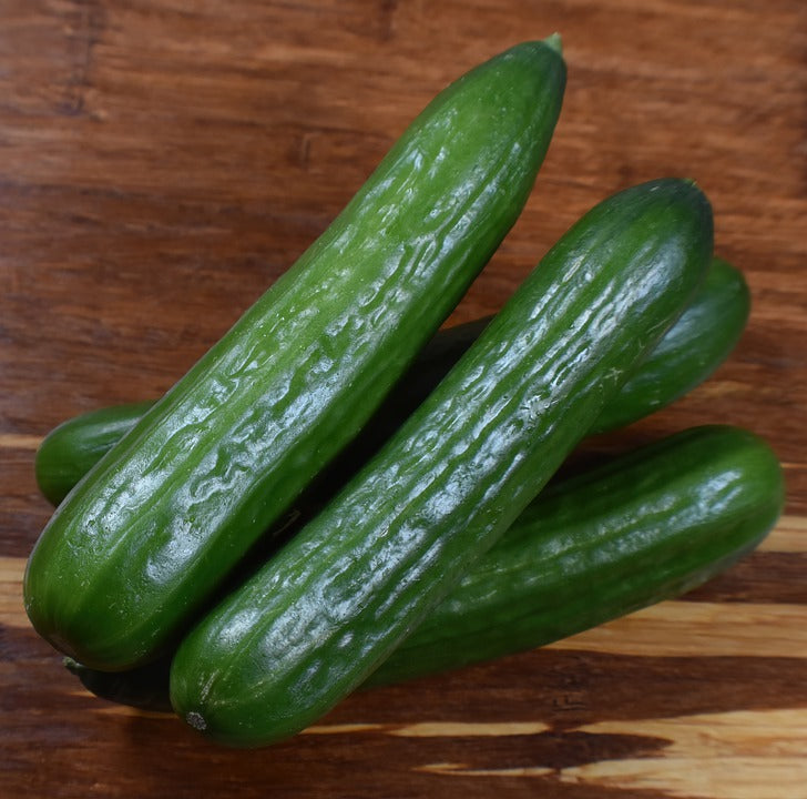 Plant Cucumber