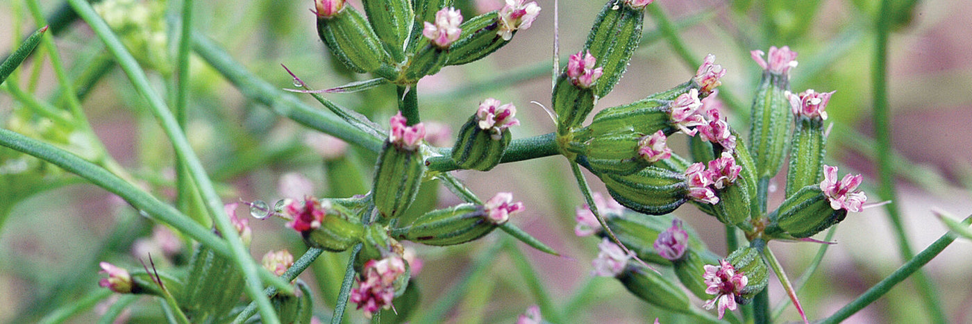 Traditionally used to flavor Mexican and Indian dishes.  Fragrant, ferny foliage is similar to dill.  Young leaves make a nice addition to salad mixes. 