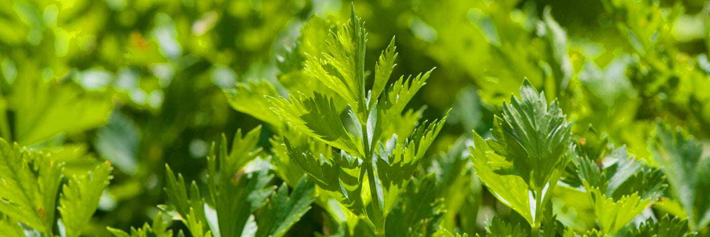 Cutting celery (also known as leaf celery) is bred expressly for leaf production.  It is easier to grow than standard celery and boasts a more assertive flavor. 