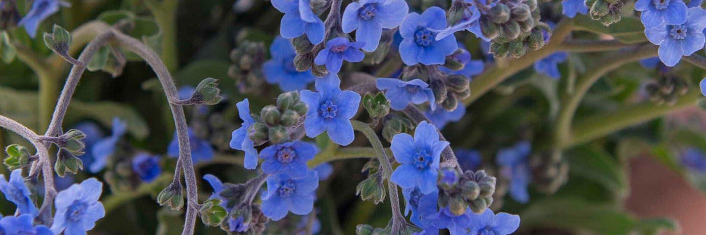 The tiny, true-blue blooms of Cynoglossum amabile are ideal for cutting and pollinator gardens. Also known as Chinese-forget-me-not or Chinese hound's tongue.