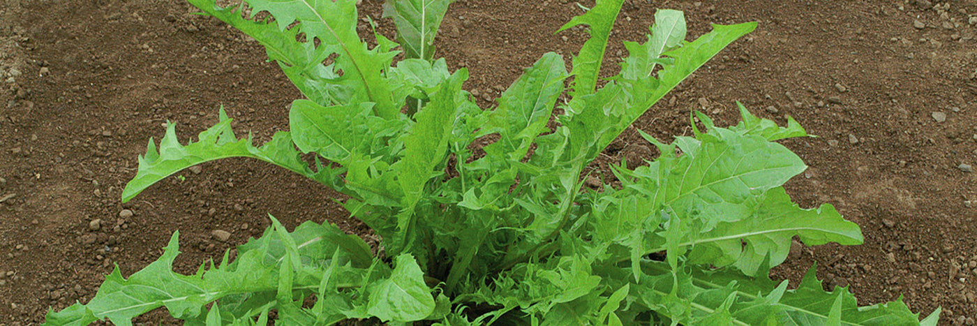 Culinary and medicinal, leaves used in salads, roots ground for coffee.