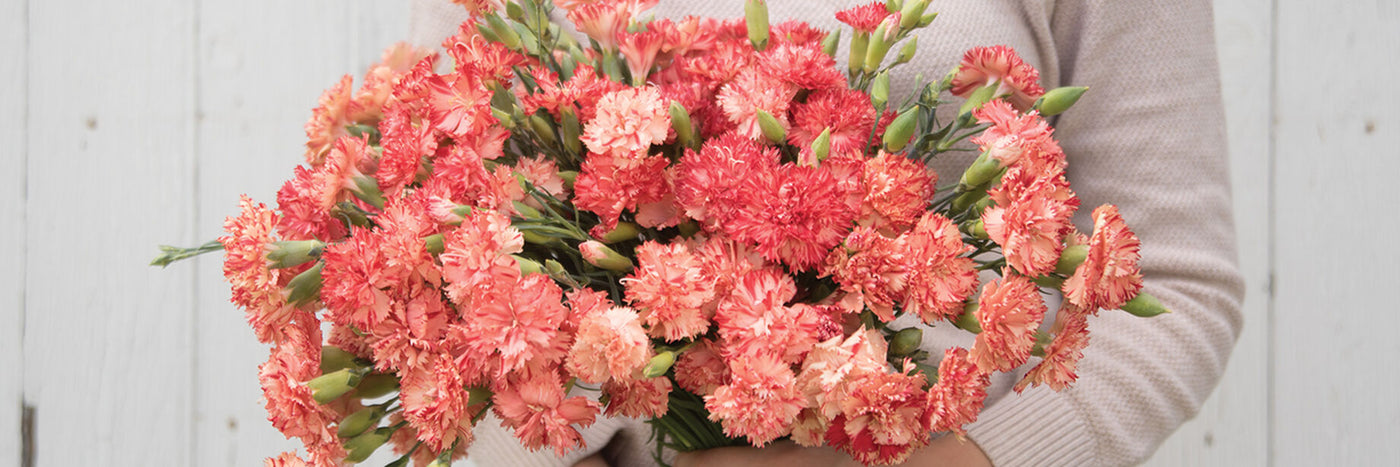 Dianthus is a lovely cut flower, sweetly fragrant with a wide color palette and a large following.