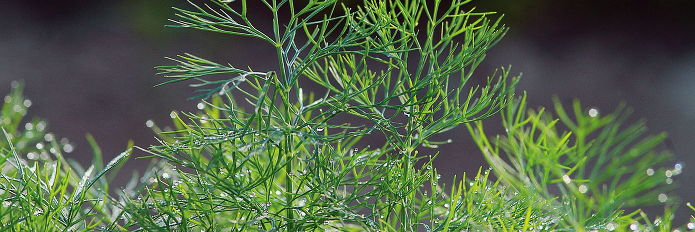 Dill is an easy-to-grow and popular herb. Both dill seeds and greens can flavor a wide range of foods — a popular addition to sauces, and a must for making pickles.