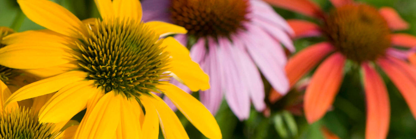 A daisy-family member with showy heads featuring distinctive spiny disks.  Many medicinal benefits.