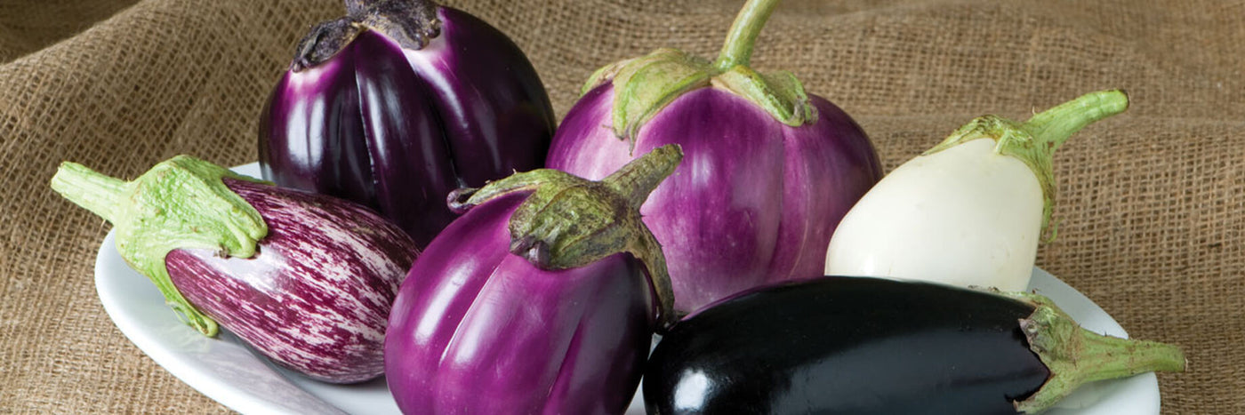 Eggplant is a highly diverse crop widely cultivated around the globe.  Eggplant generally grows best in dependably warm and settled weather like peppers.&nbsp;