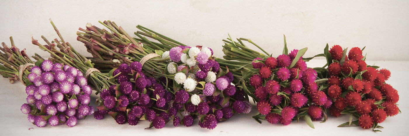 The well-branched, upright plants of gomphrena continuously produce clover-like blooms all summer.