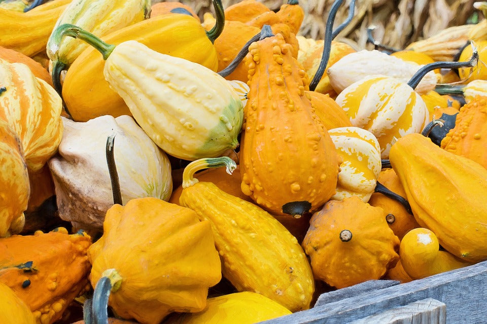 Plant Squash