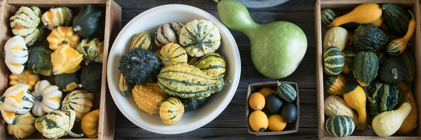 Ornamental gourds make an important addition to the fall mix, together with pumpkins and ornamental corn.