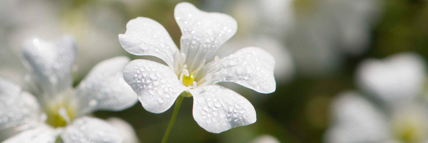 Standard filler for arrangements, also known as baby's breath.