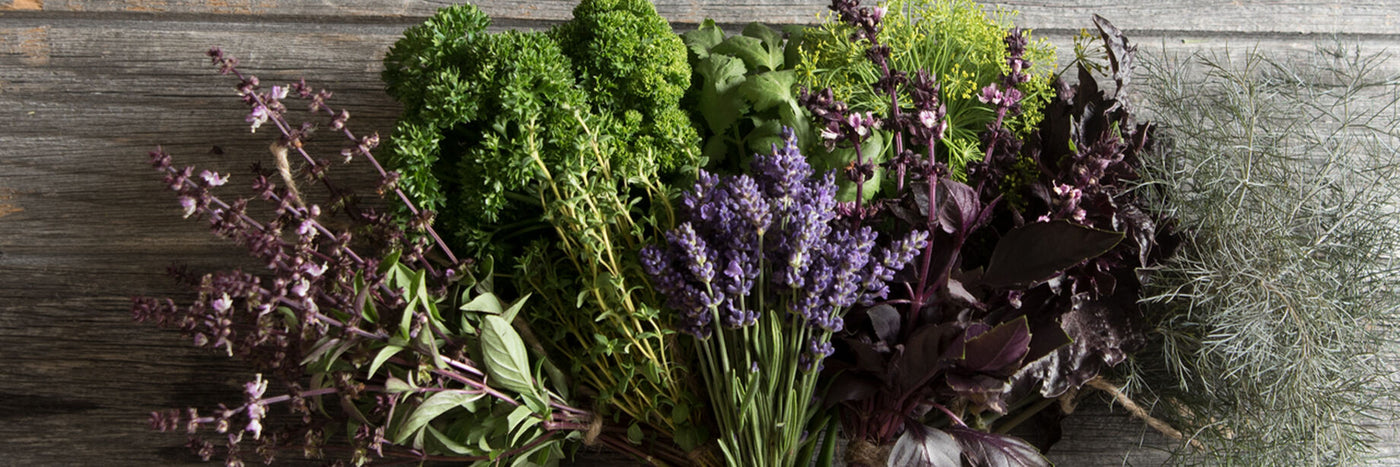 Browse our carefully curated line of herb seeds, including medicinal and culinary herbs.