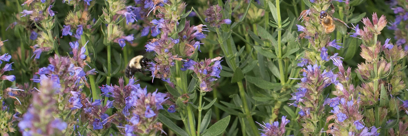 Great plant for attracting bees, popular ornamental for perennial bed.