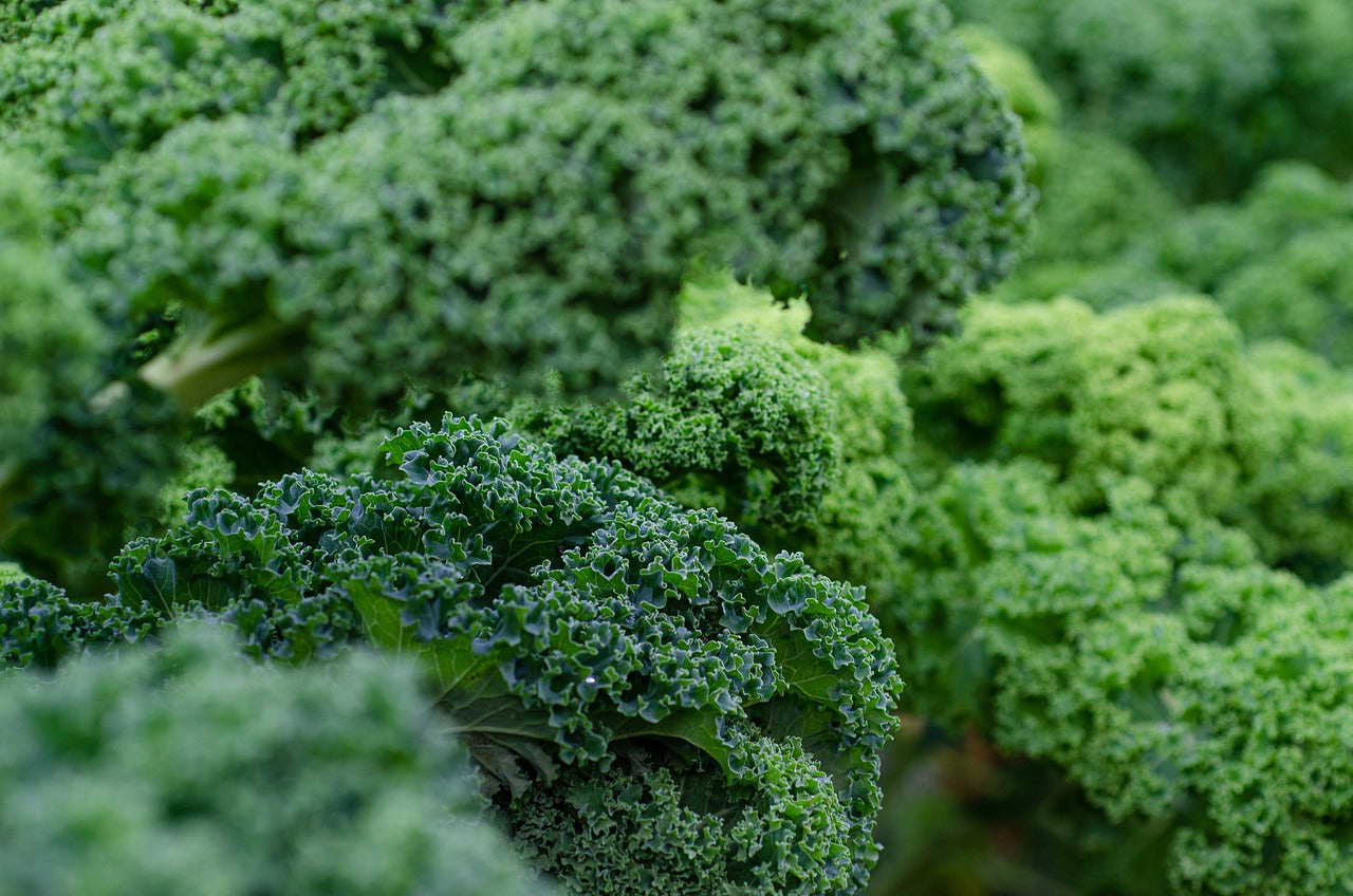 Plant Kale