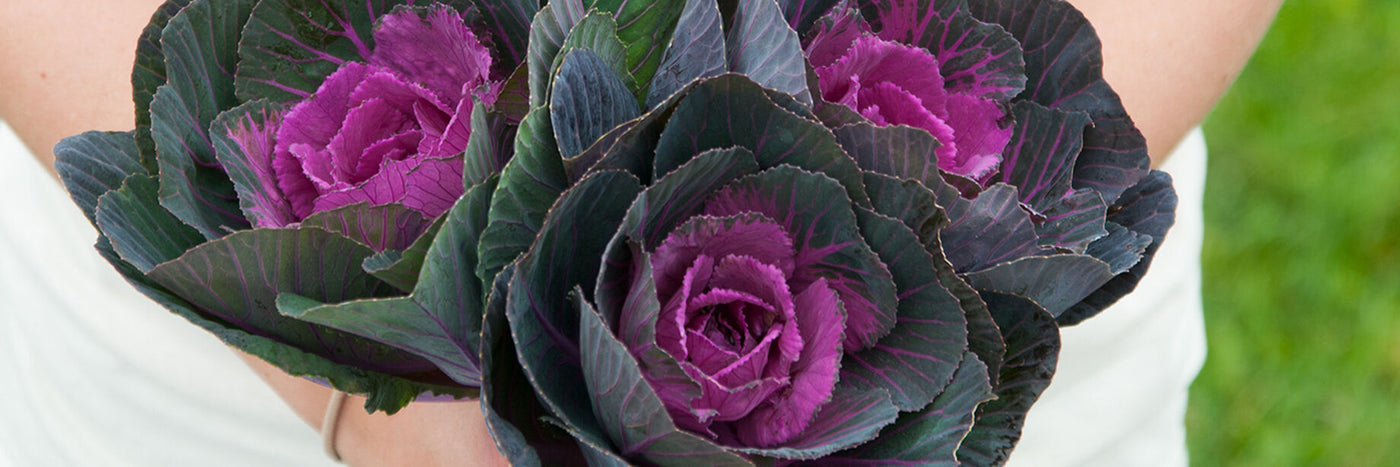 Also known as ornamental cabbage, flowering cabbage, and flowering kale, ornamental kale varieties are bred with an emphasis on unique forms and colors rather than flavor.