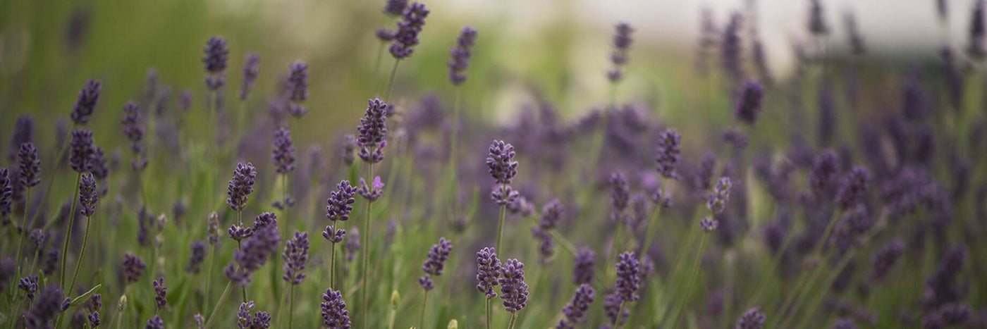 Refreshing, clean aroma. Lavender offers a lovely combination of silvery-gray foliage with blooms in a range of violet shades.  Popular for herbal crafts and dried arrangements. 