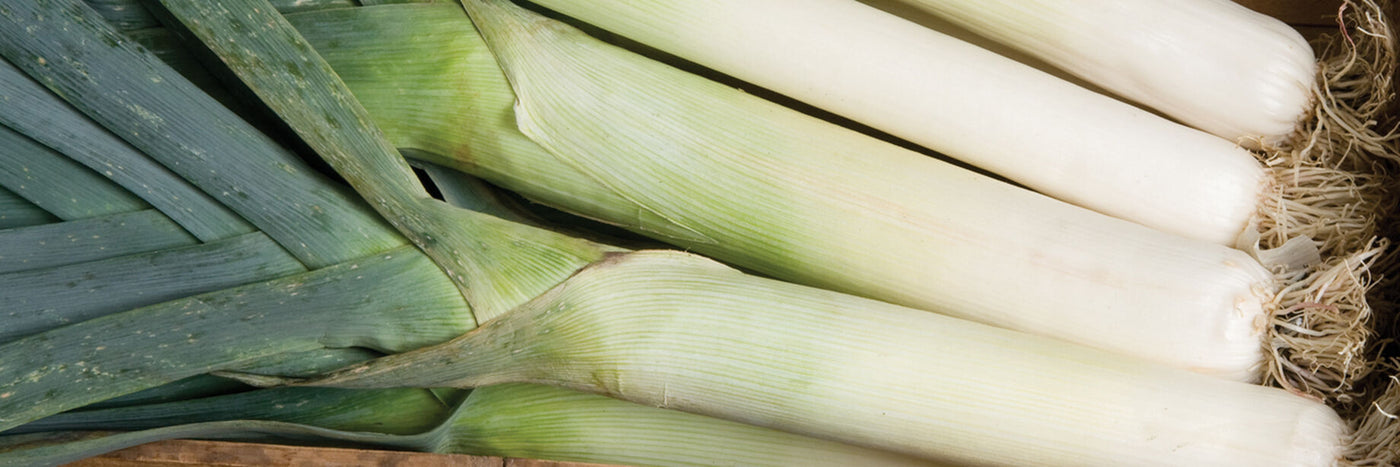 David's Garden Seeds leeks includes both vigorous, uniform hybrids and the best strains of open-pollinated varieties.  Planting several varieties with different maturity dates at the same time allows you to harvest in succession.