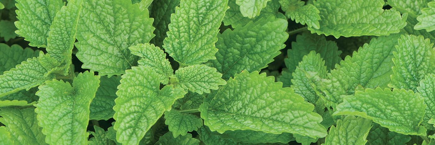 With their sweet, lemon-mint scent and flavor, the fresh leaves of lemon balm are used in herbal teas and to flavor seafood and salad dishes.