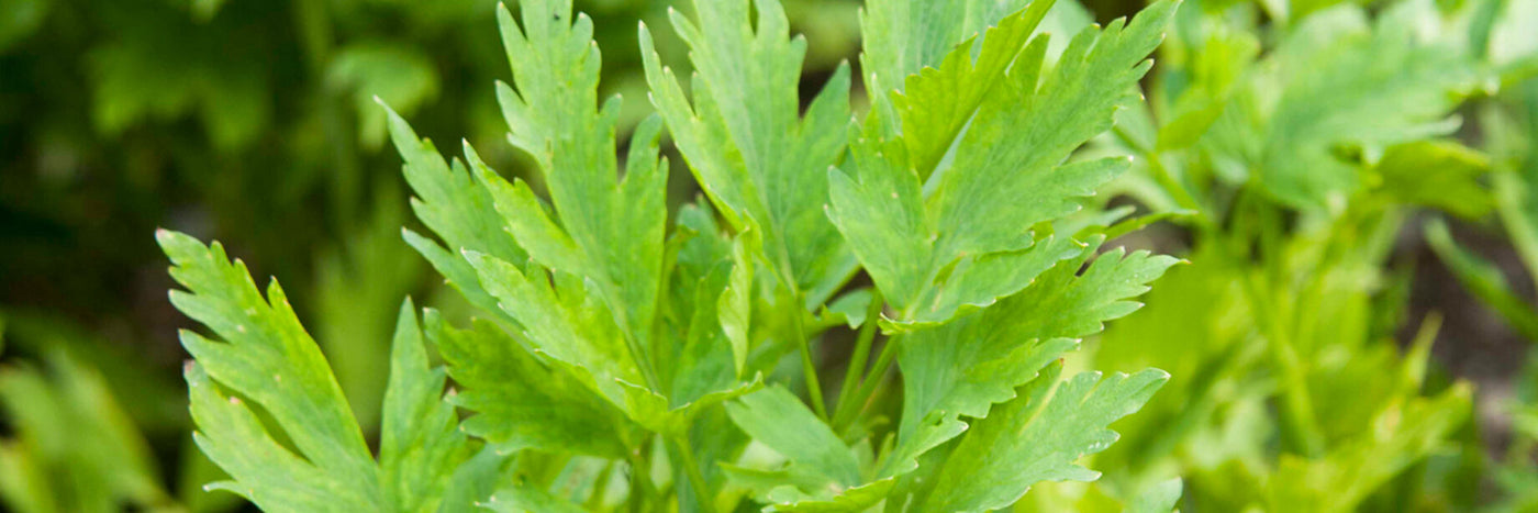 Long cultivated throughout most of Europe, though grown more widely in the past than nowadays, lovage leaves are used as a culinary herb, with a flavor reminiscent of both celery and anise.