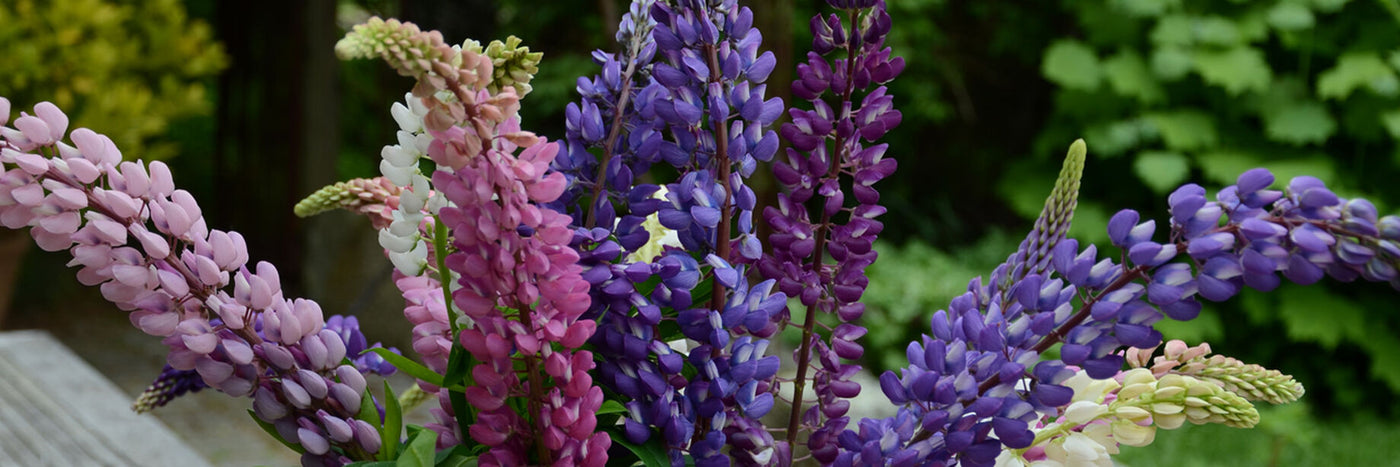 It’s easy to see why lupine is a perennial favorite.  Beautiful spires accent meadows, gardens, and fill bouquets with country charm. 