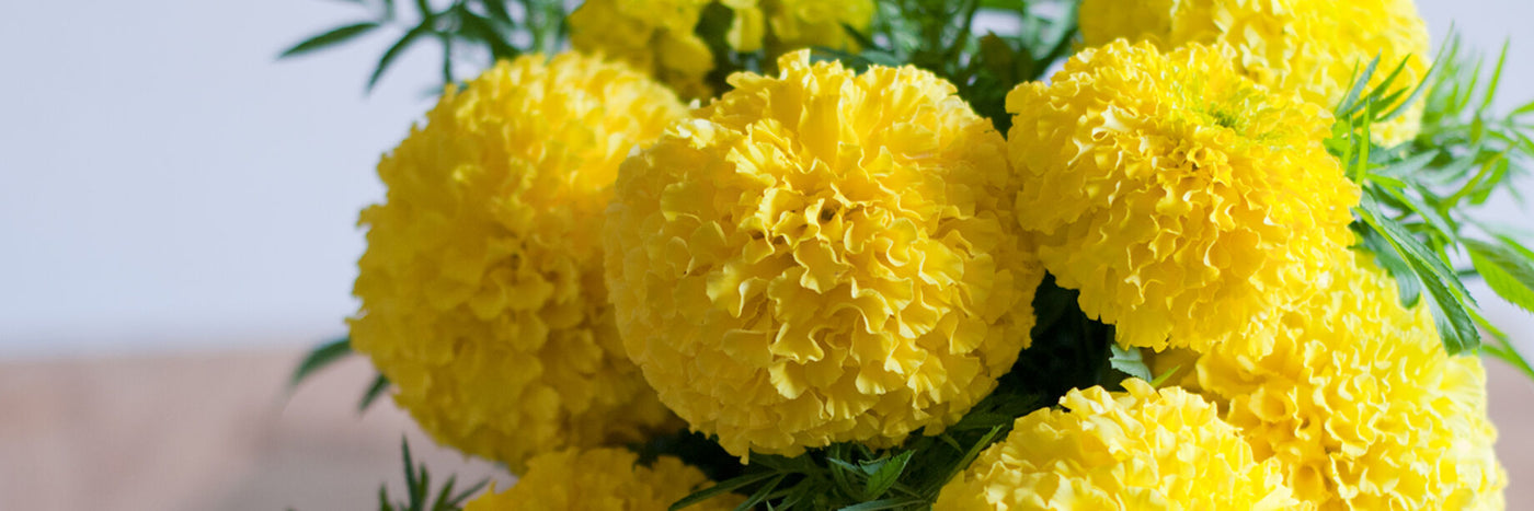 Marigold is a garden workhorse. We offer three types of marigold: African, French, and signet (Gem) marigold.