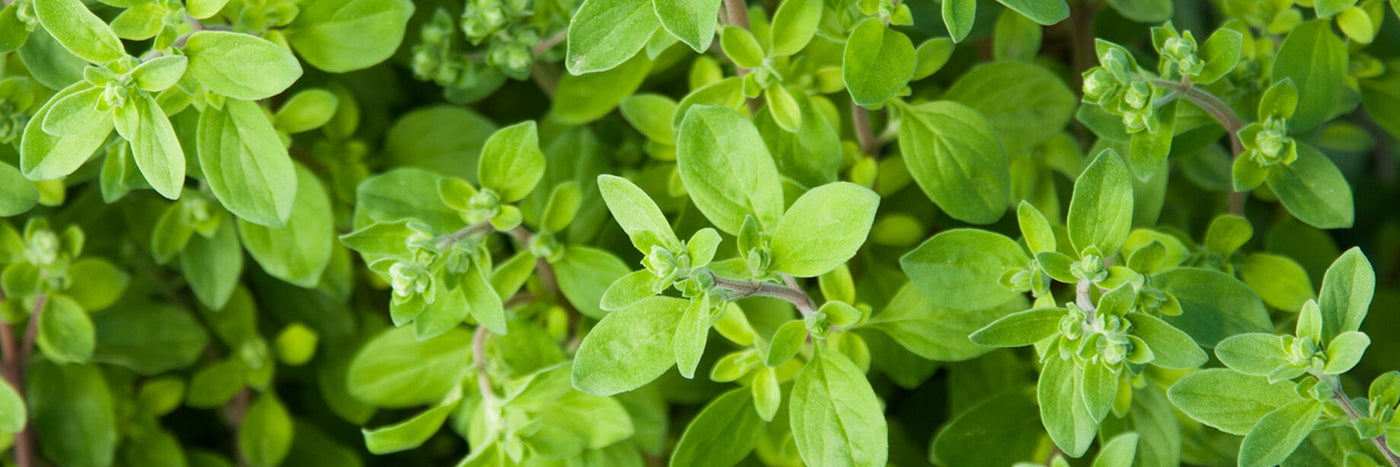 Marjoram is an elegant and versatile culinary herb with an aroma similar to oregano, but sweeter and more balsam-like.  Medicinal: Calming and soothing. Used in aromatherapy preparations.&nbsp;