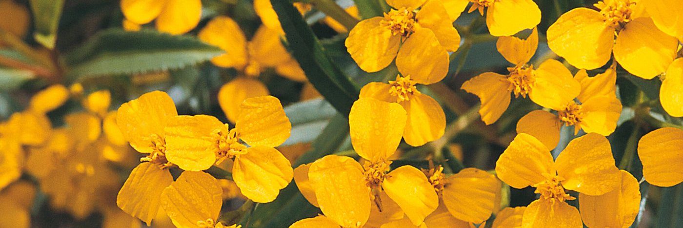 Its shiny, medium-green leaves can be used as a tarragon substitute, and its small, golden-yellow flowers are edible, imparting a spicy flavor with a hint of anise.