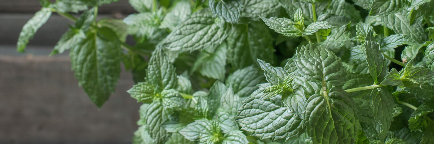 Mint is an essential, easy-to-grow addition to the perennial herb garden or container garden. Mint also performs well in hydroponics. 