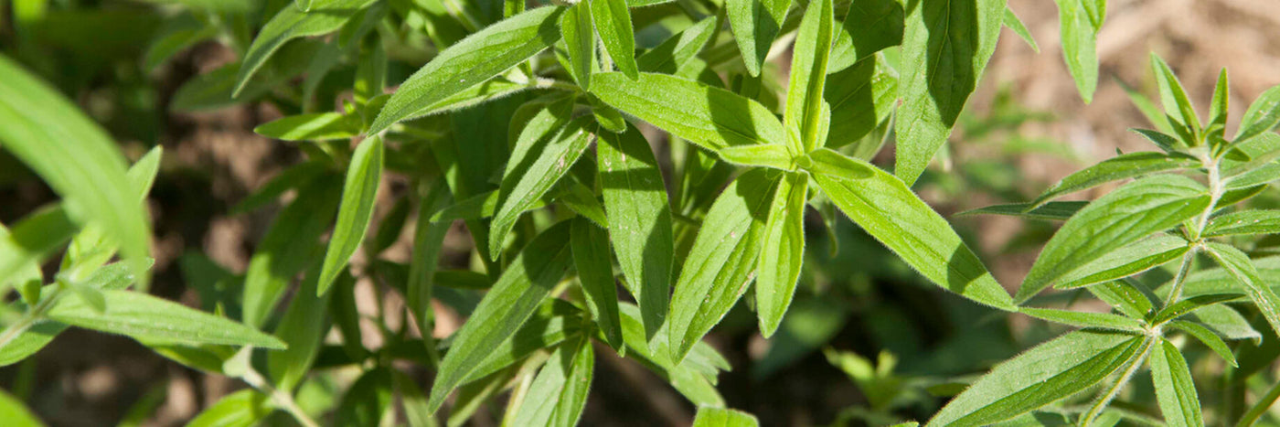  Perennial in zones 5 and higher, mountain mint will tolerate dry conditions, and requires little care or maintenance once established.  Nectar-rich flowers are very attractive to many kinds of beneficial insects. 