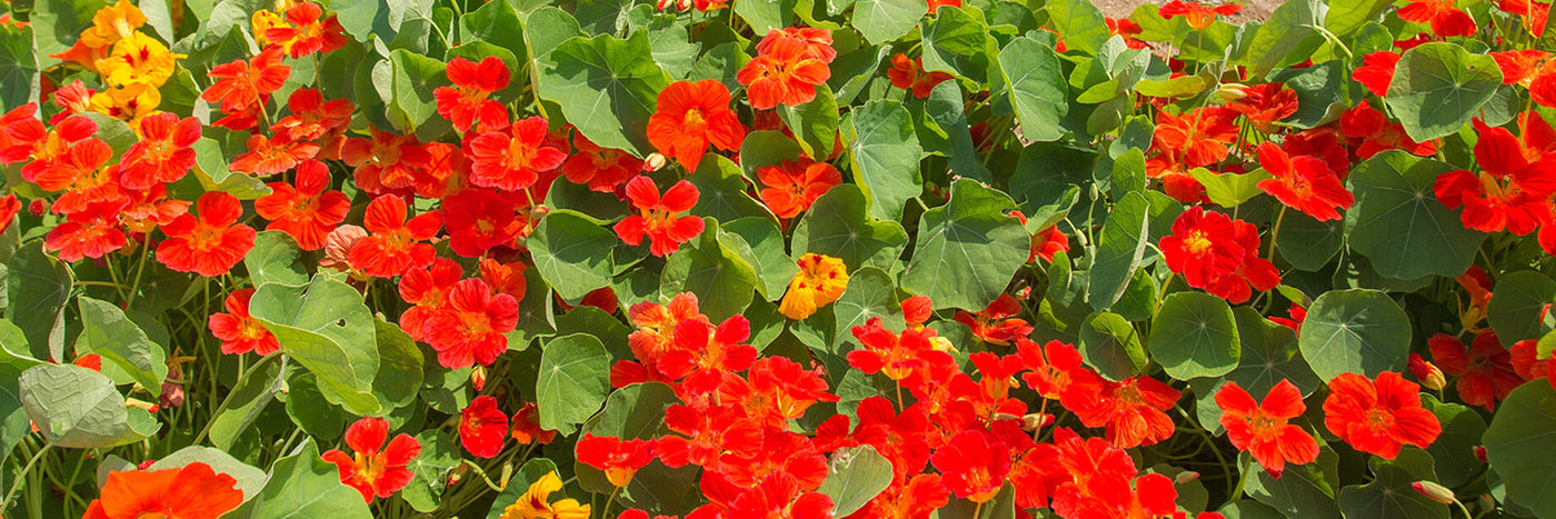 A popular edible flower, the trumpet-shaped blooms of nasturtium have a sweet, mildly spicy flavor, making a colorful garnish or addition to salads.