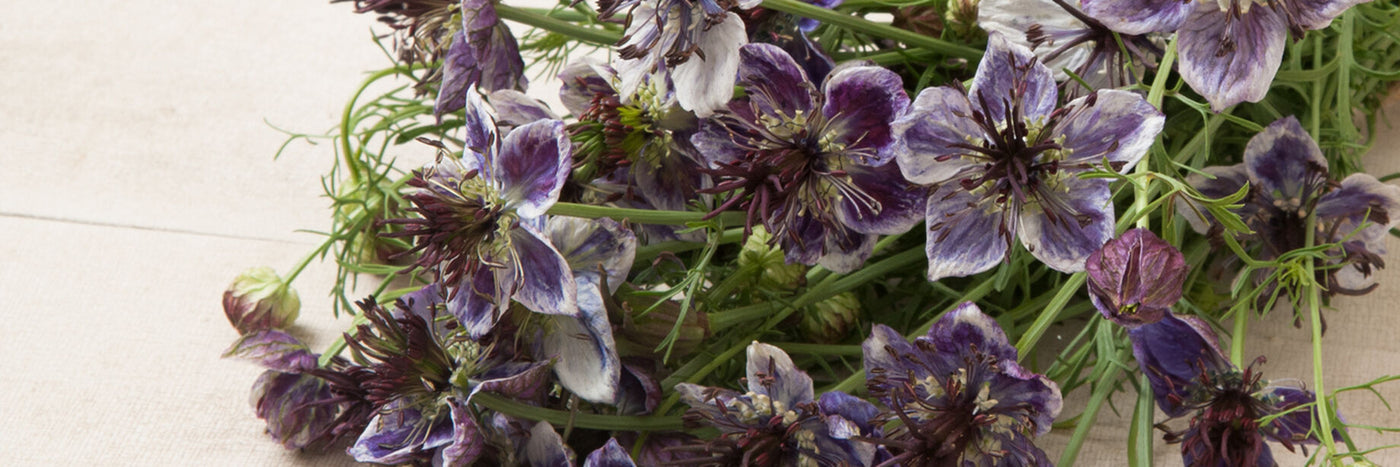 Nigella lends texture and interest to bouquets with its captivating jewel-like blooms, unusual seed pods, and filigree leaves.