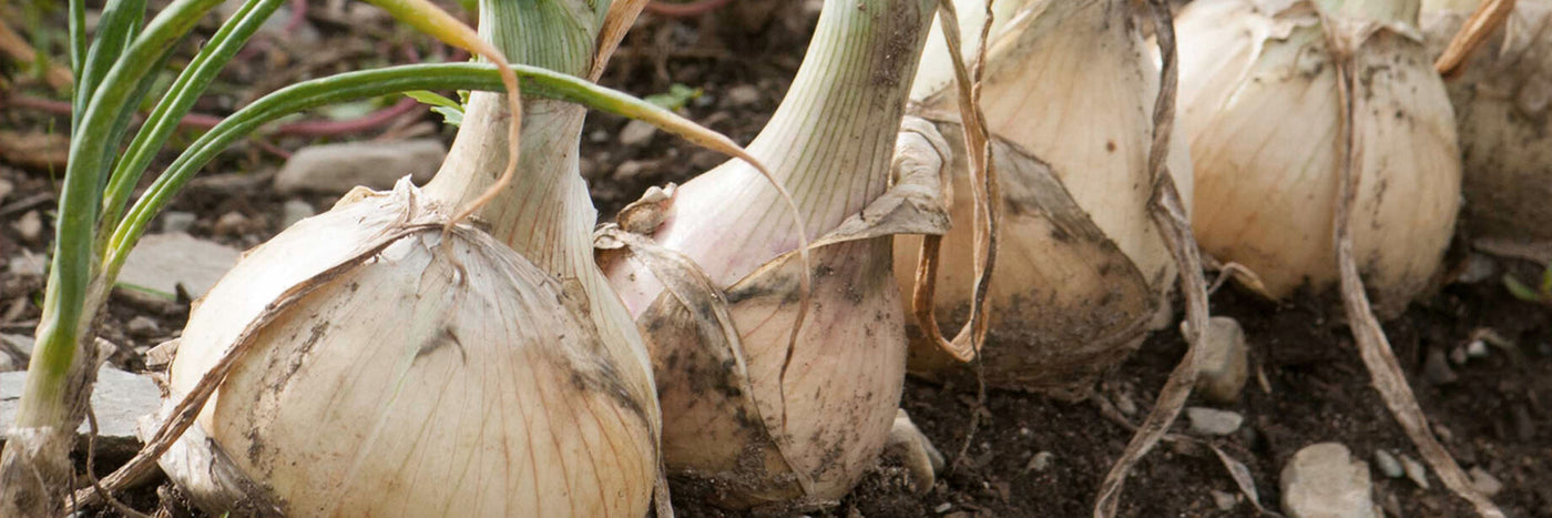 David's Garden Seeds onion line-up includes a selection of full-size varieties for all day-length adaptations, as well as specialty types like bunching.