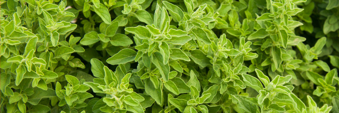 Greek oregano seeds, chosen for excellent flavor and productivity.  Excellent grown in the herb garden or container garden, oregano also attracts beneficial insects.