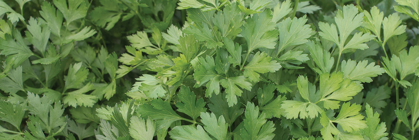 With its sweet, clean flavor and aroma, and packed with vitamins and minerals, including calcium, vitamin C, and potassium, parsley is one of the most widely enjoyed culinary herbs.