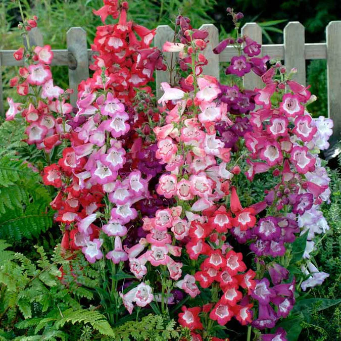 Penstemon, also called Beardtongue, is a group of flowering perennials native to North America.