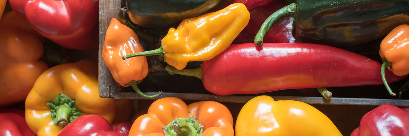 Browse DGS' selection of pepper varieties, many being heirloom peppers.  Selected for flavor, appearance, and adaptability, David's only offers the best-performing pepper seed varieties. 