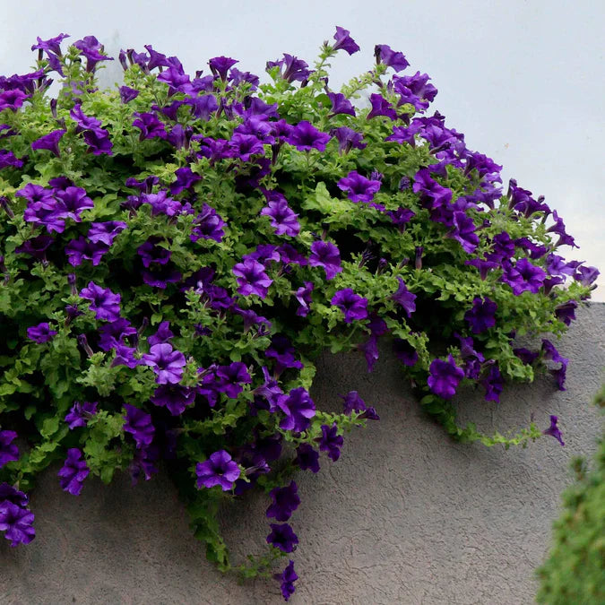 Petunias are a mainstay of any annual flower box or hanging basket with blooms that come as early as late spring and last continuously through the fall.