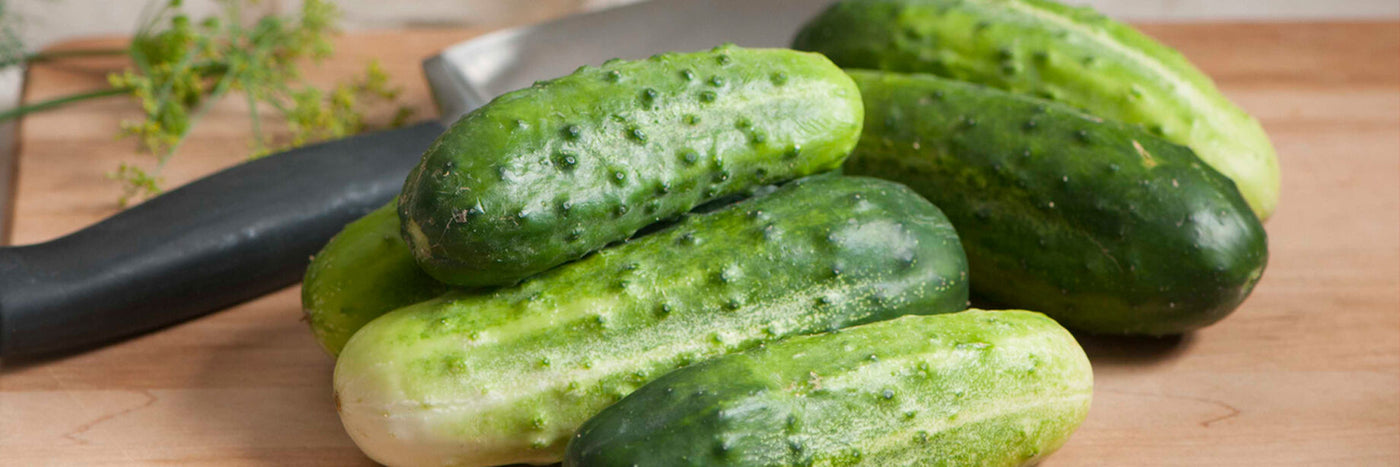 While most pickling cucumbers can also be eaten fresh, varieties with this designation are selected for the following specific criteria: the plants are high yielding