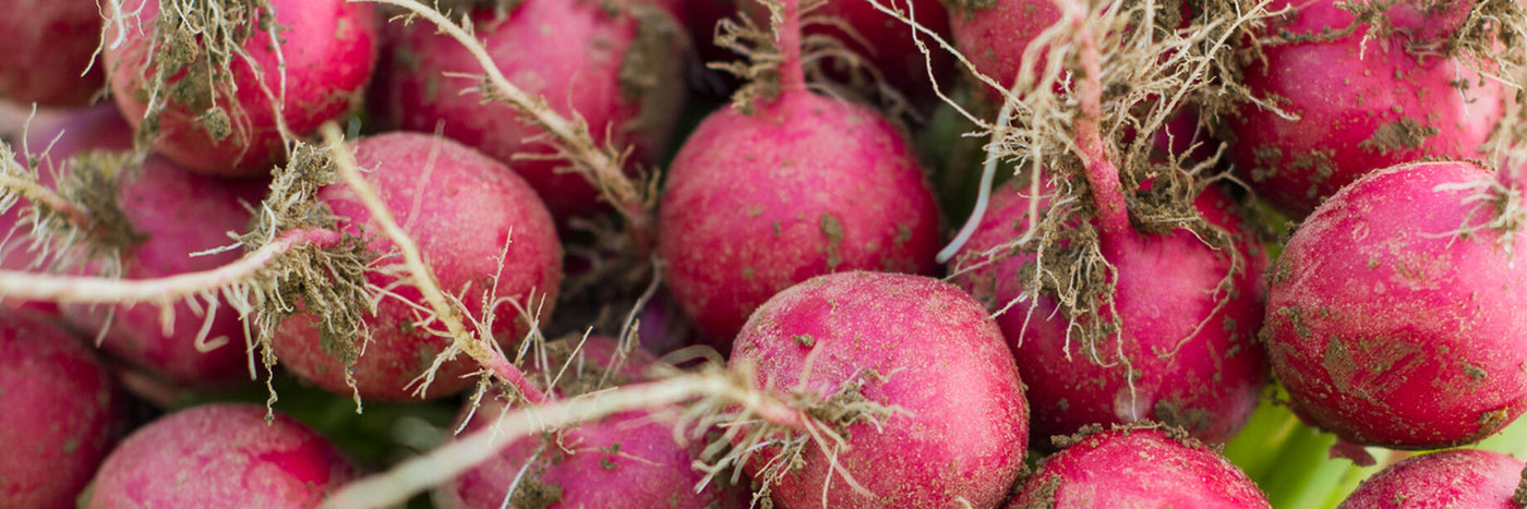 The subtle heat, satisfying crunch and vibrant colors of fresh radishes make them perfect for hors d'oeuvres, garnishes, and salads.  Radishes are also delicious pickled, roasted, sautéed, grated or dried for preserving.&nbsp;