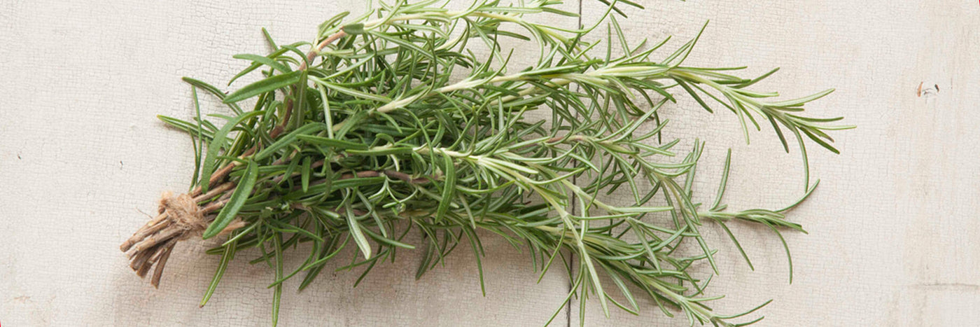 Native to the Mediterranean, rosemary has silvery, needle-like foliage and delicate flowers.  The leaves are widely used for flavoring meat and tomato dishes, and the stems can also be used as skewers for kabobs. 