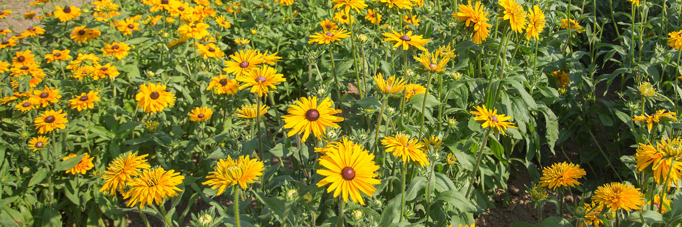 Rudbeckia flowers feature a prominent, raised central disc in shades of green, brown, and in-between tones as well as the more familiar, black-eyed Susans.