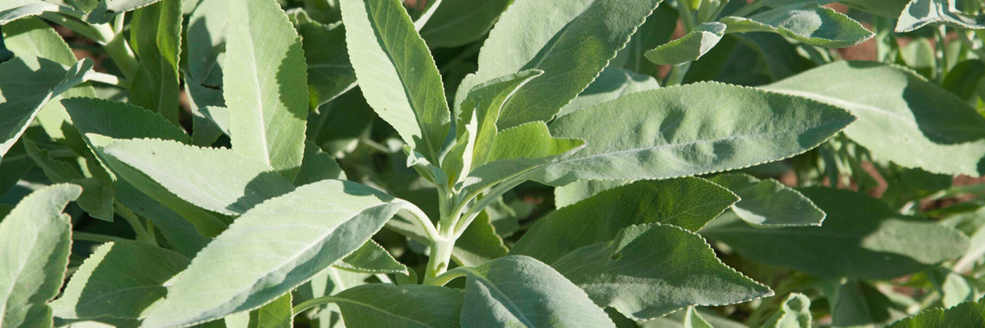 Sage is widely used as a culinary herb in meat dishes, dressings, sauces, mixed herb seasonings, and teas.