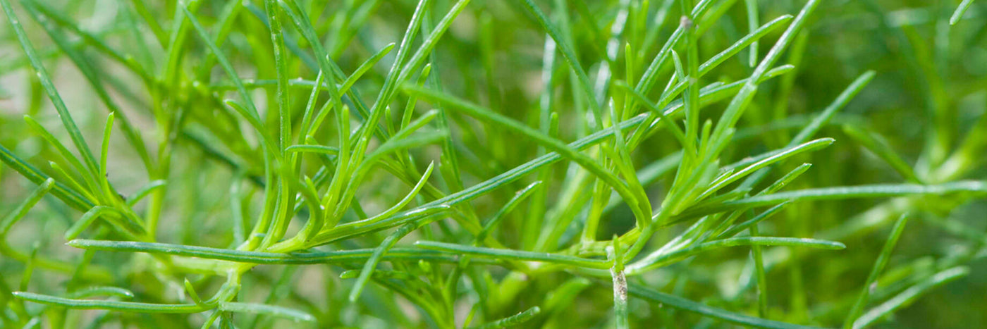 Traditional Japanese culinary herb with appealing, crunchy texture.